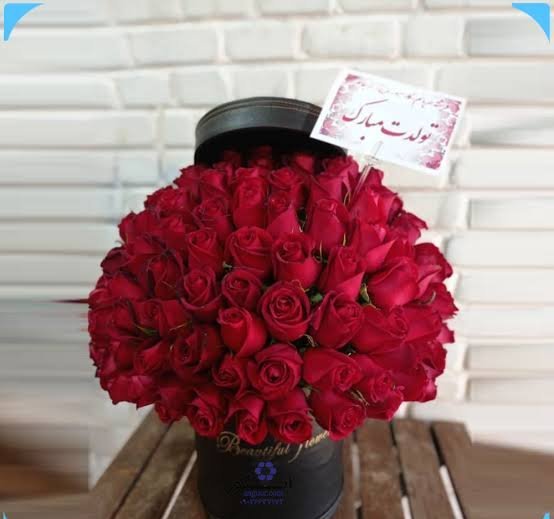  عکس رمانتیک گل رز