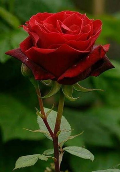  عکس رمانتیک گل رز