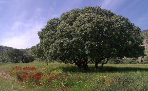  عکس درختان بلوط