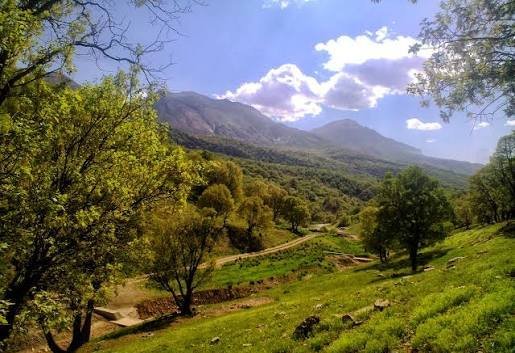 عکس درخت بلوط زاگرس