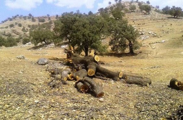  عکس درخت بلوط زاگرس