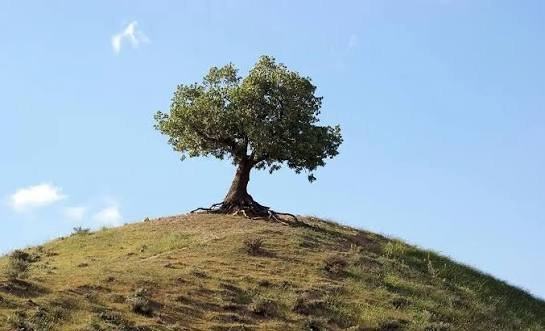  عکس درخت بلوط زاگرس