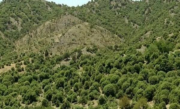  عکس درخت بلوط زاگرس