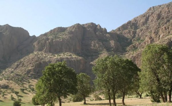  عکس درخت بلوط زاگرس