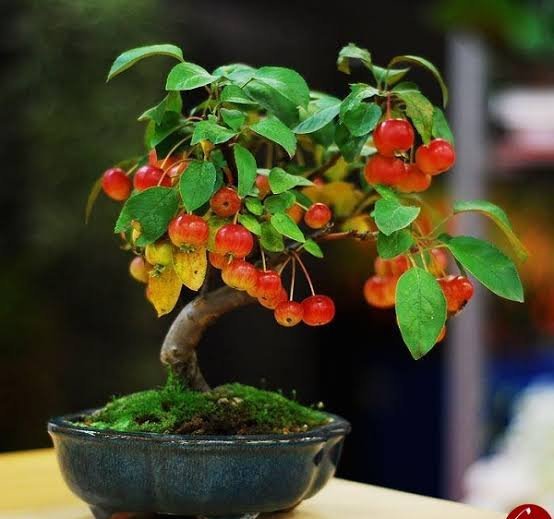  عکس درخت بونسای