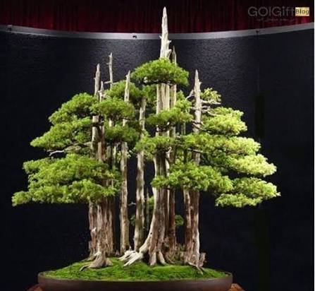  عکس درخت بونسای