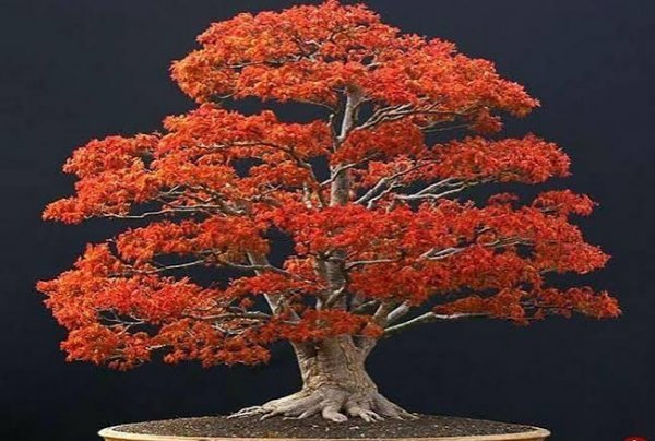  عکس درخت بونسای