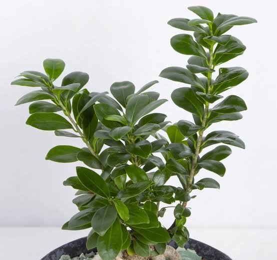  عکس درخت بونسای