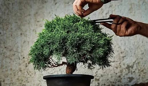  انواع درخت بونسای با عکس