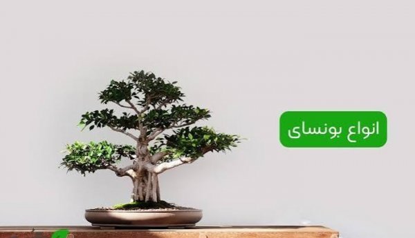  انواع درخت بونسای با عکس