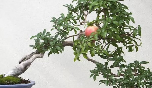  انواع درخت بونسای با عکس