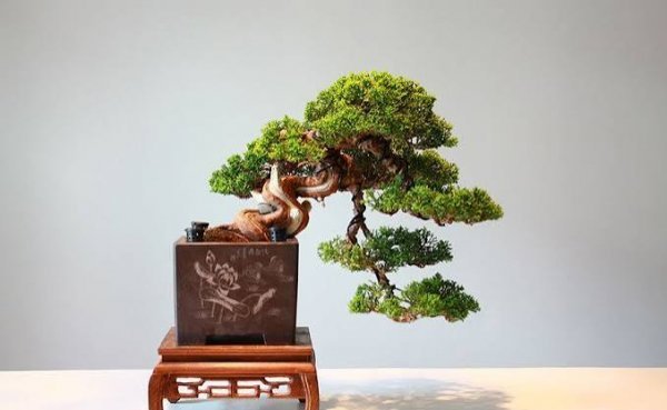  انواع درخت بونسای با عکس