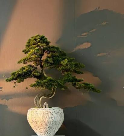  انواع درخت بونسای با عکس
