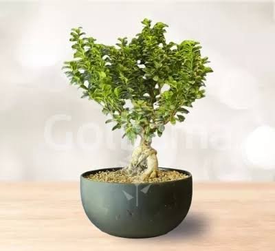  انواع درخت بونسای با عکس