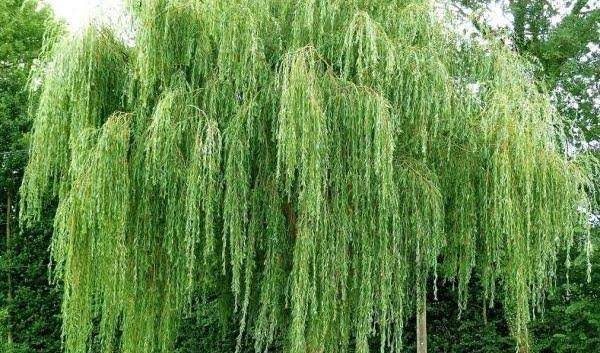  عکس پس زمینه درخت بید با کیفیت