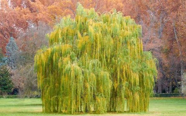 عکس پس زمینه درخت بید با کیفیت