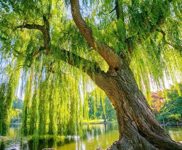  عکس پس زمینه درخت بید با کیفیت