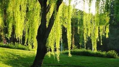  عکس پس زمینه درخت بید با کیفیت