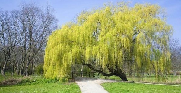  عکس پس زمینه درخت بید با کیفیت