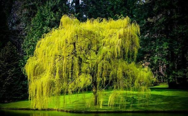  عکس پس زمینه درخت بید با کیفیت