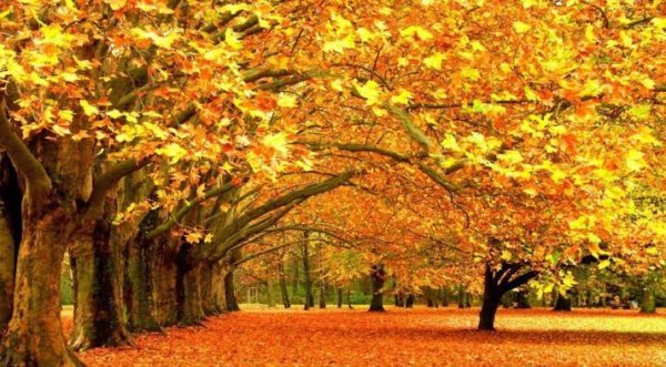  عکس تصویر زمینه درخت پاییزی با کیفیت خوب