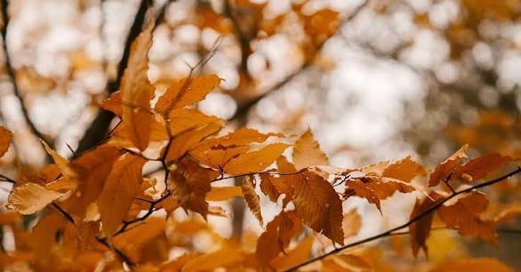 عکس تصویر زمینه درخت پاییزی با کیفیت خوب