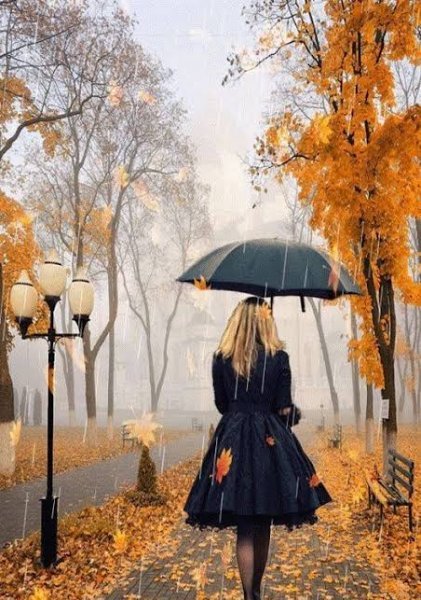  عکس تصویر زمینه درخت پاییزی با کیفیت خوب