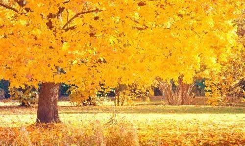  عکس تصویر زمینه درخت پاییزی با کیفیت خوب