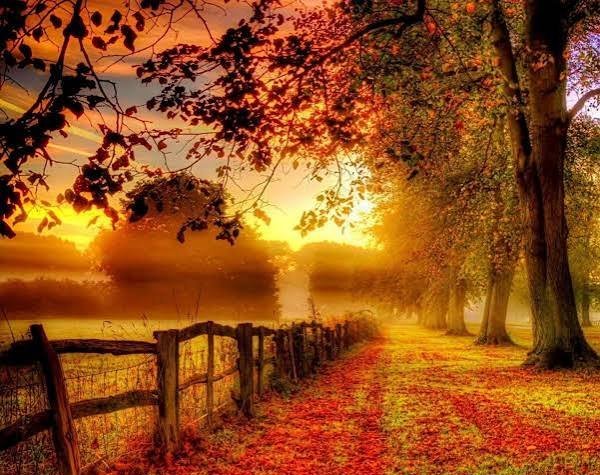  عکس تصویر زمینه درخت پاییزی با کیفیت خوب