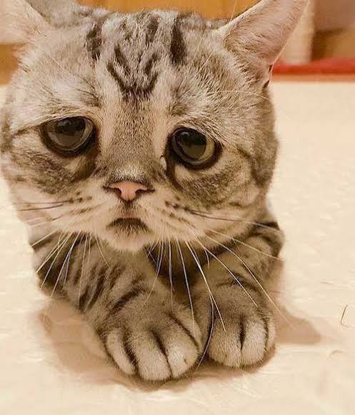  عکس گربه کارتونی غمگین