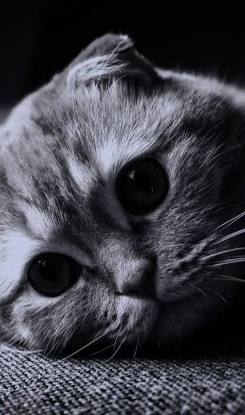  عکس گربه کارتونی غمگین