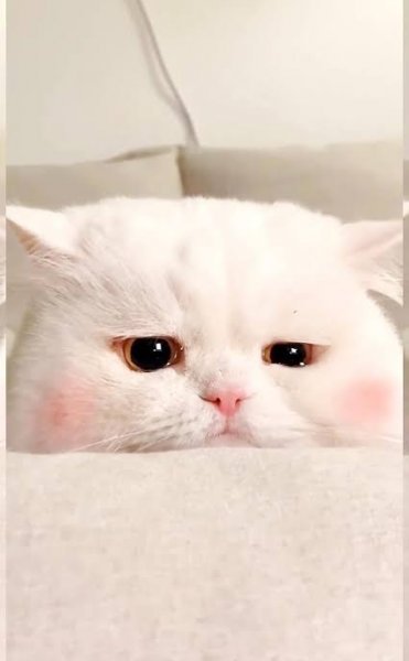  عکس گربه کارتونی غمگین