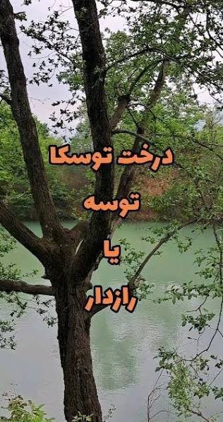 عکس منظره درختان توسکا