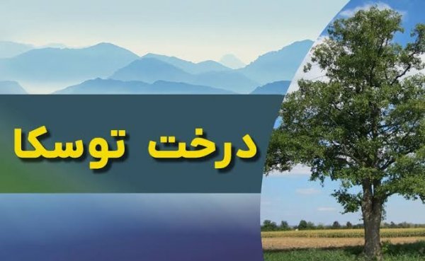  عکس منظره درختان توسکا