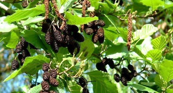  عکس منظره درختان توسکا