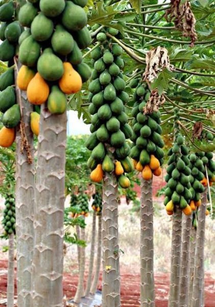  عکس میوه پاپایا با کیفیت بالا