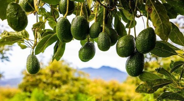  عکس میوه آووکادو