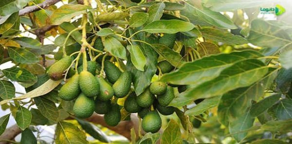  عکس میوه آووکادو