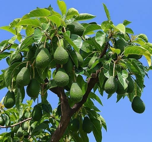  عکس میوه آووکادو