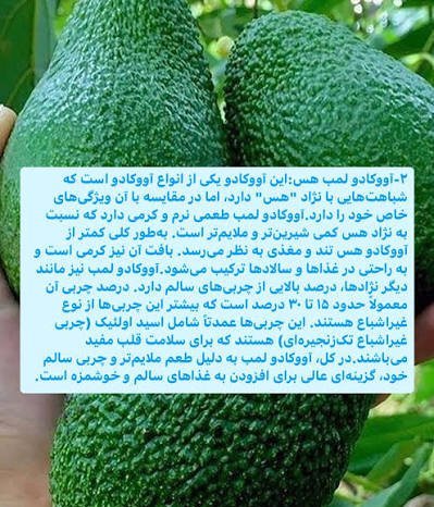  عکس انواع آووکادو