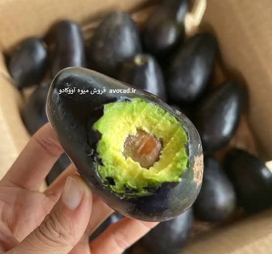  عکس انواع آووکادو