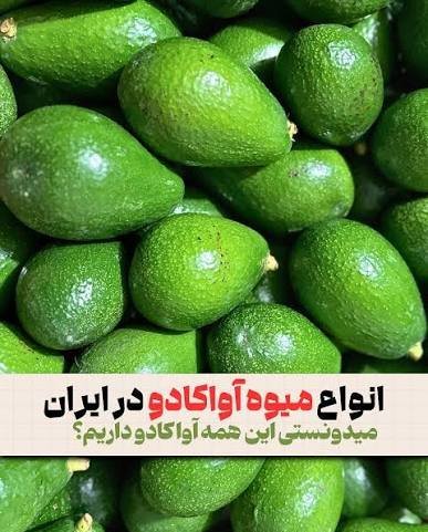 عکس انواع آووکادو