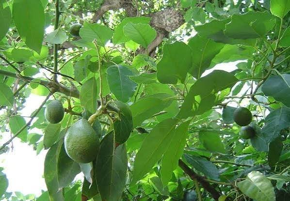  عکس آووکادو برای پروفایل