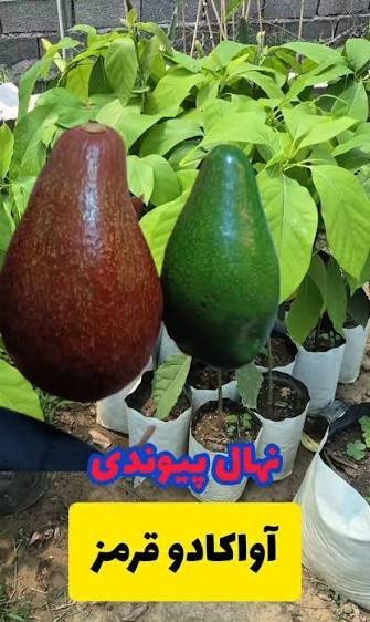  عکس آووکادو قرمز