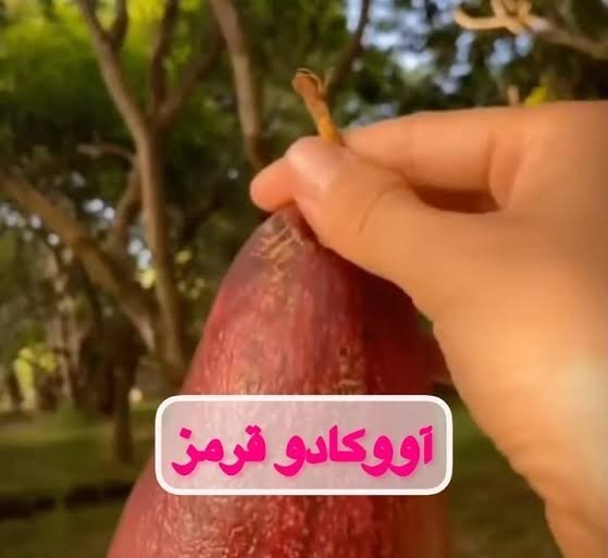  عکس آووکادو قرمز