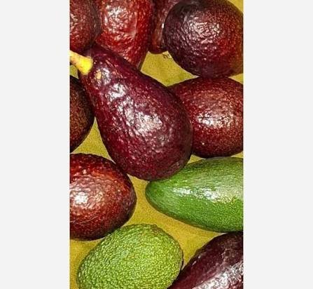  عکس آووکادو قرمز
