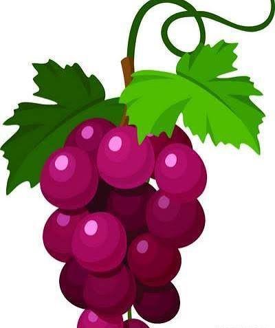  عکس انگور کیوت