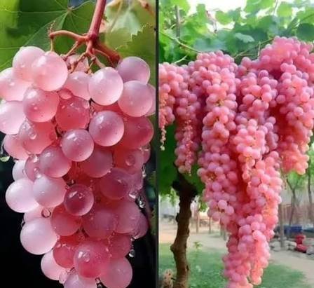  عکس انگور کیوت