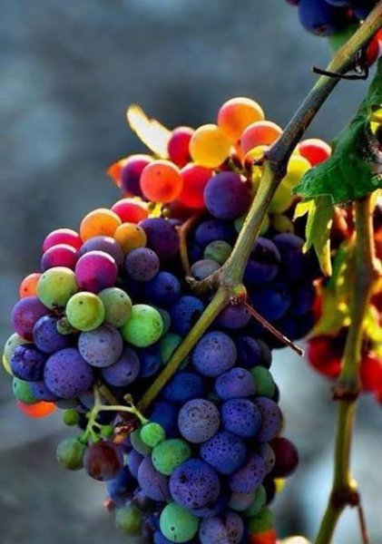  عکس انگور برای پروفایل