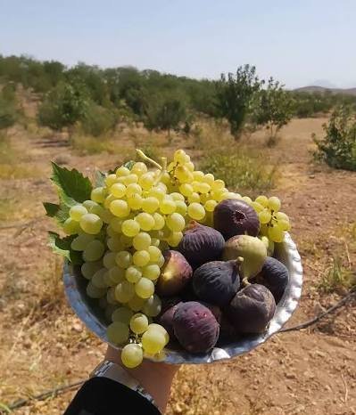  عکس انگور برای پروفایل